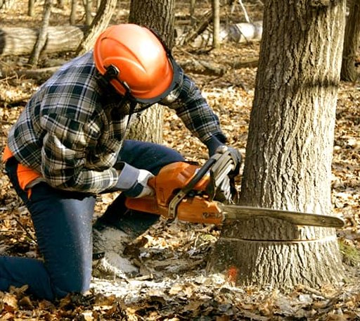 Tree Removal in Head Waters, VA